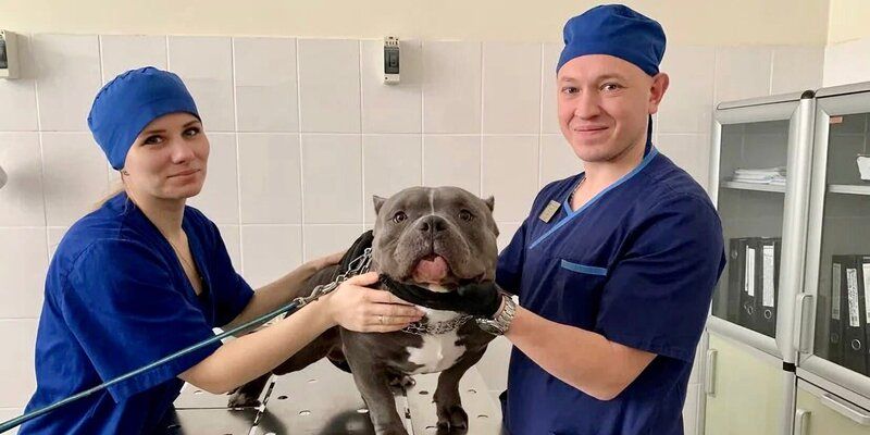 День ветеринарного работника: за последний год на приеме в государственных ветклиниках побывали около 400 тысяч питомцев