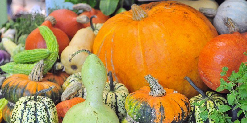 Продукты со всей России привезли на выставку «Золотая осень» на ВДНХ