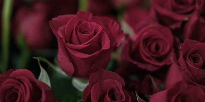 Сергей Собянин выразил соболезнования родным и близким Николая Караченцова